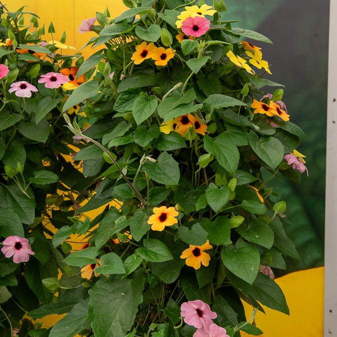 Schwarzäugige Susanne Mischung (pink, orange, weiß) (x3) - Thunbergia alata  sunny susy®