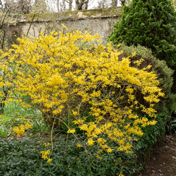 Forsythie 'Marée d'Or®' - Forsythia Marée d'Or ®