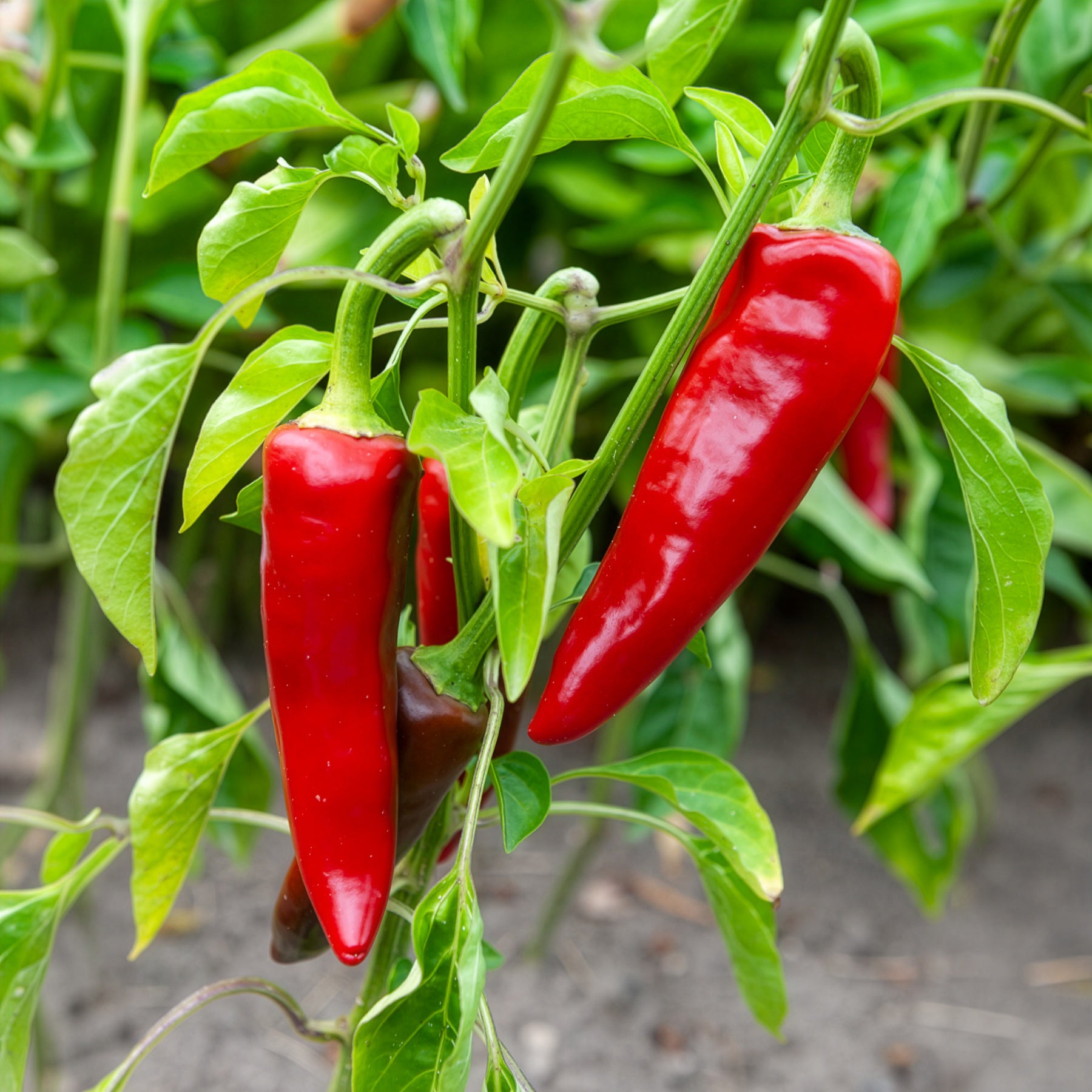 Saatgut Chili 'Gorria' (Piment d'Espelette) - Capsicum annuum gorria