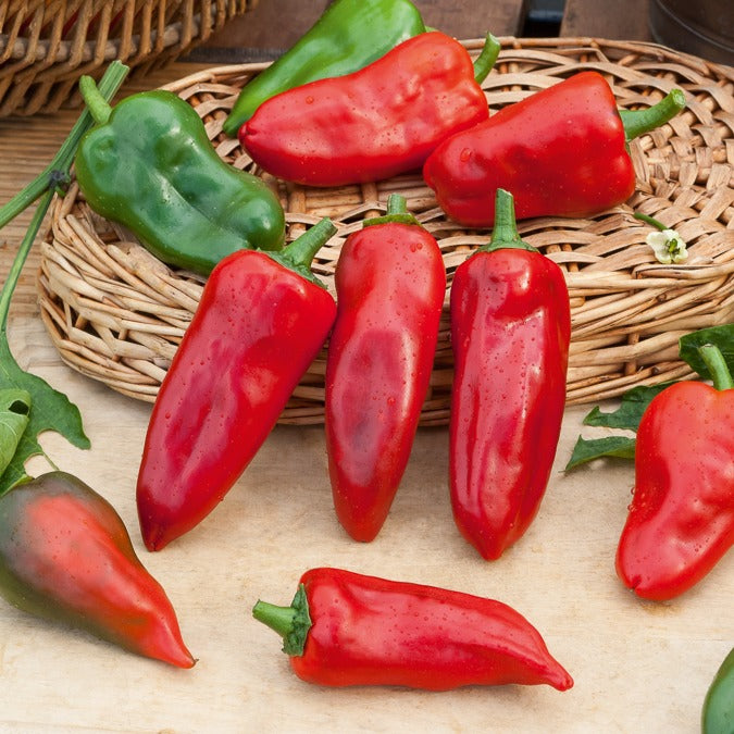 paprika saatgut Saatgut Paprika 'Piquillo' - Capsicum annuum 'piquillo'