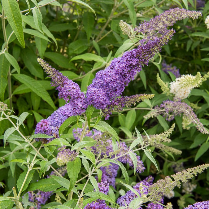 Schmetterlingsflieder 'Lavender Flow' - Buddleja davidii free petite®  'lavender flow'