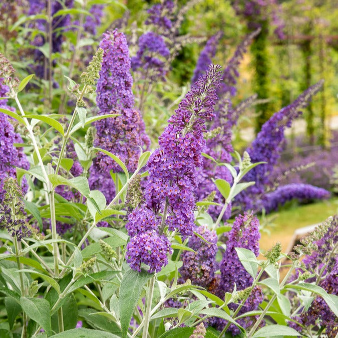 Schmetterlingsflieder 'Lavender Flow' - Buddleja davidii free petite®  'lavender flow'