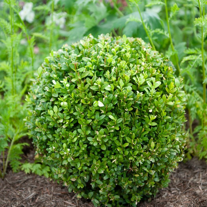 Buchsbaum Kugel - Buxus sempervirens