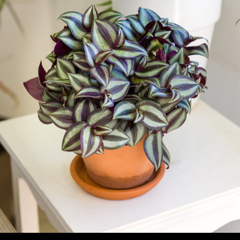 Zebrakraut - Tradescantia zebrina