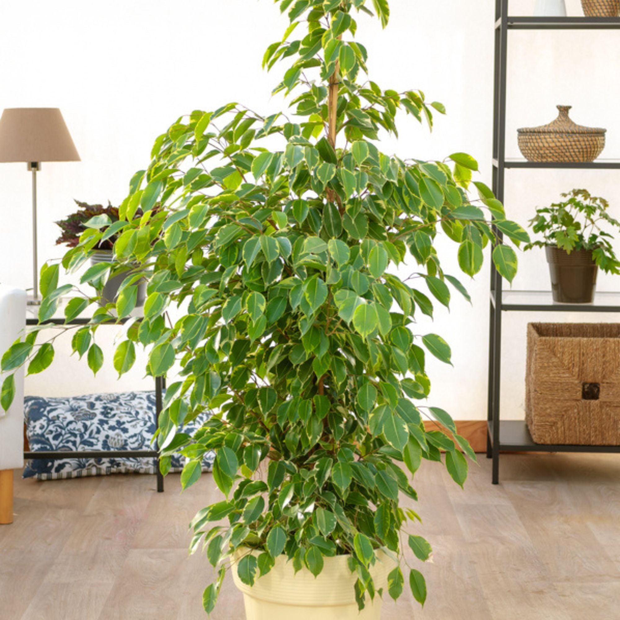 Birkenfeige 'Golden King' - Ficus benjamina Golden King