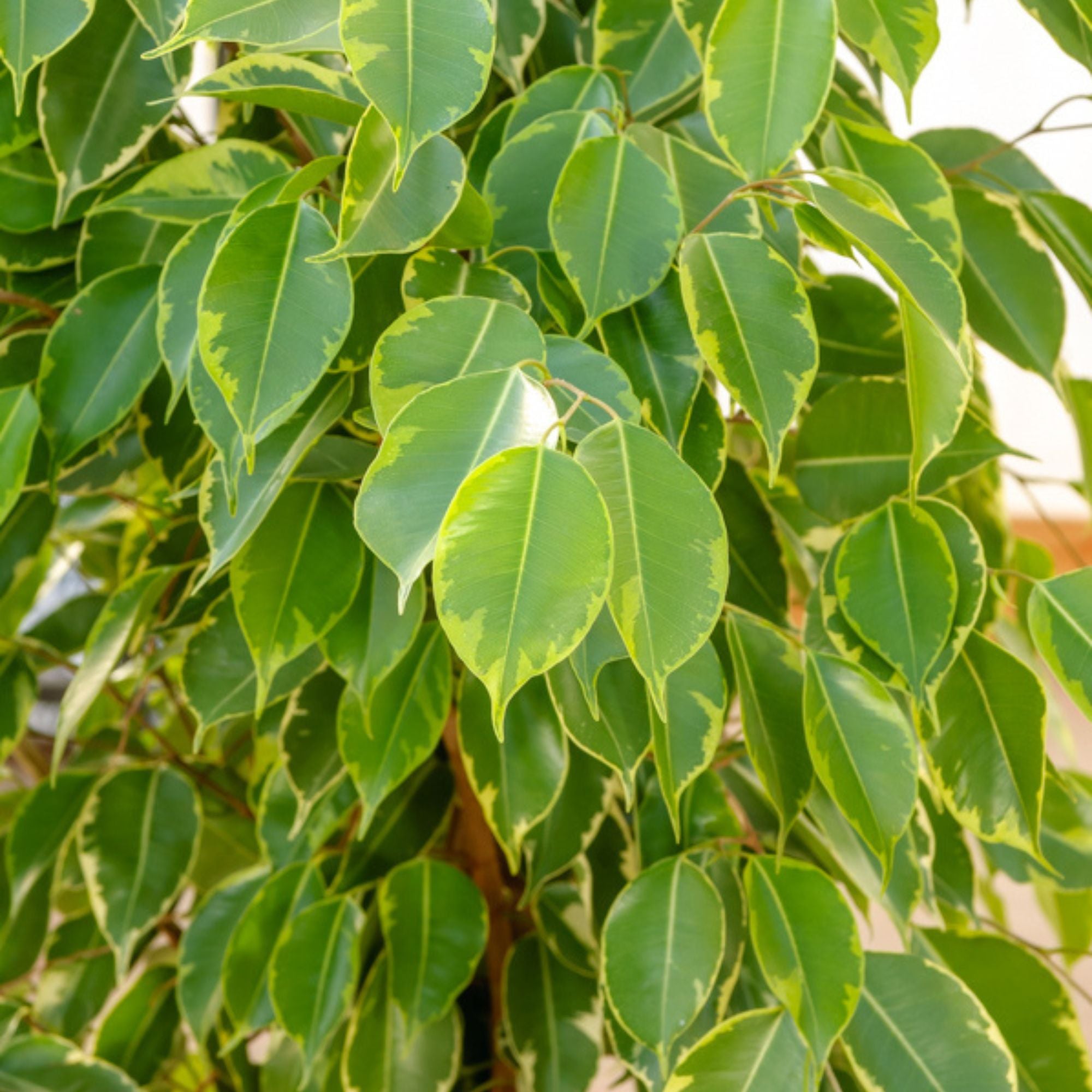 Birkenfeige 'Golden King' - Ficus benjamina Golden King