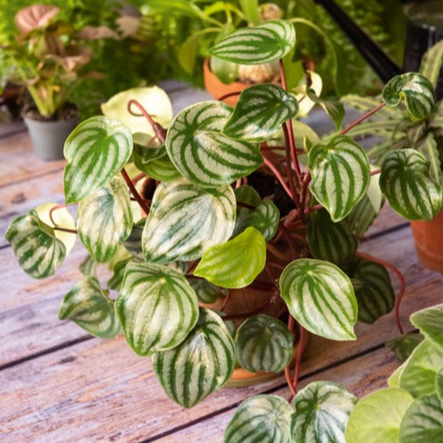 zimmerpflanze mit silbernen blättern Silber-Peperomie - Peperomia argyreia