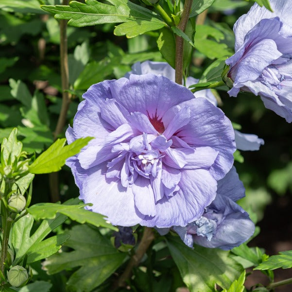 Hibiskus 'Blue Chiffon' - Hibiscus Syriacus Blue Chiffon | Bakker.com