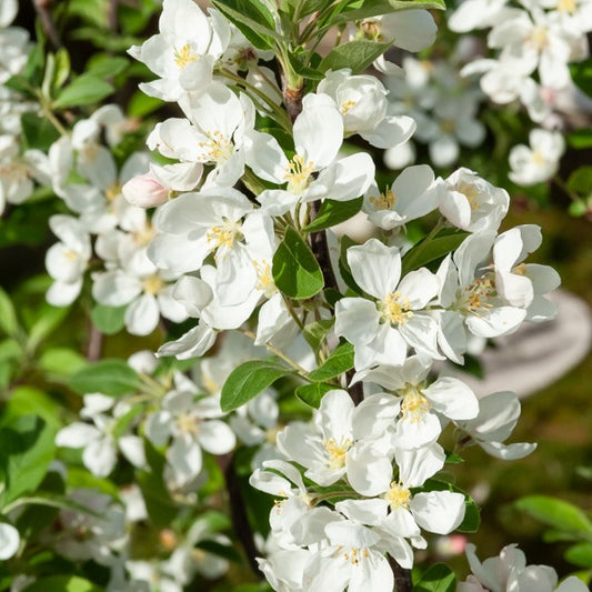 Zierapfelbaum Evereste Perpetu - Bakker