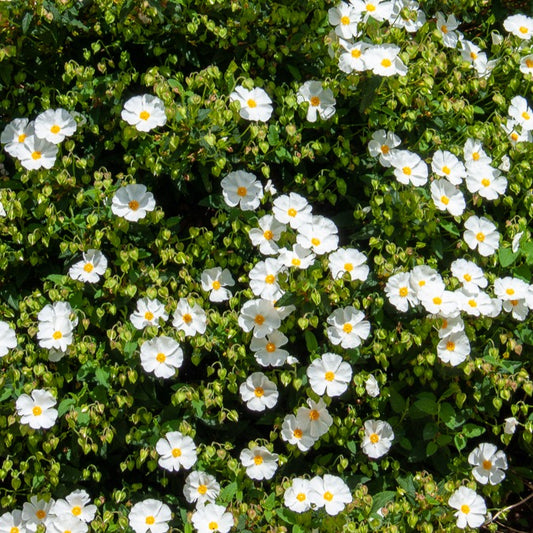 Cistus des Corbières - Bakker