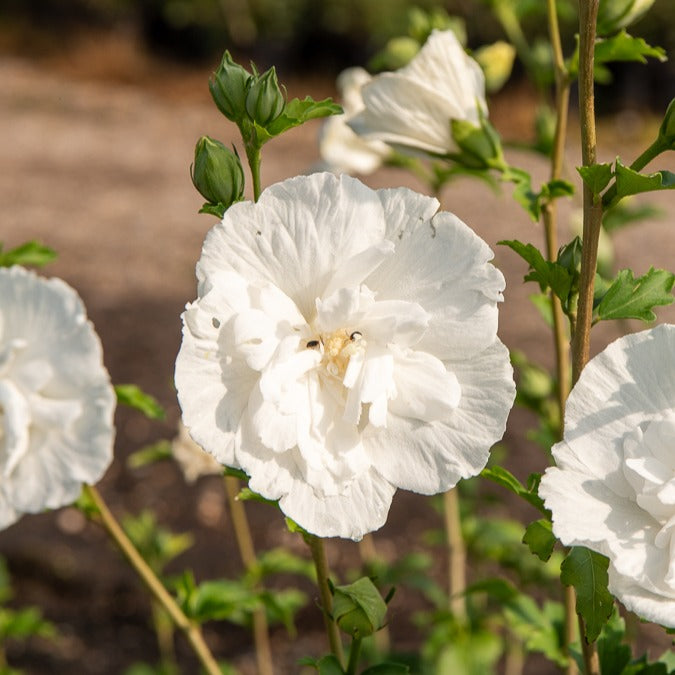 Hibiskus White Chiffon - Hibiscus syriacus White Chiffon - Bakker