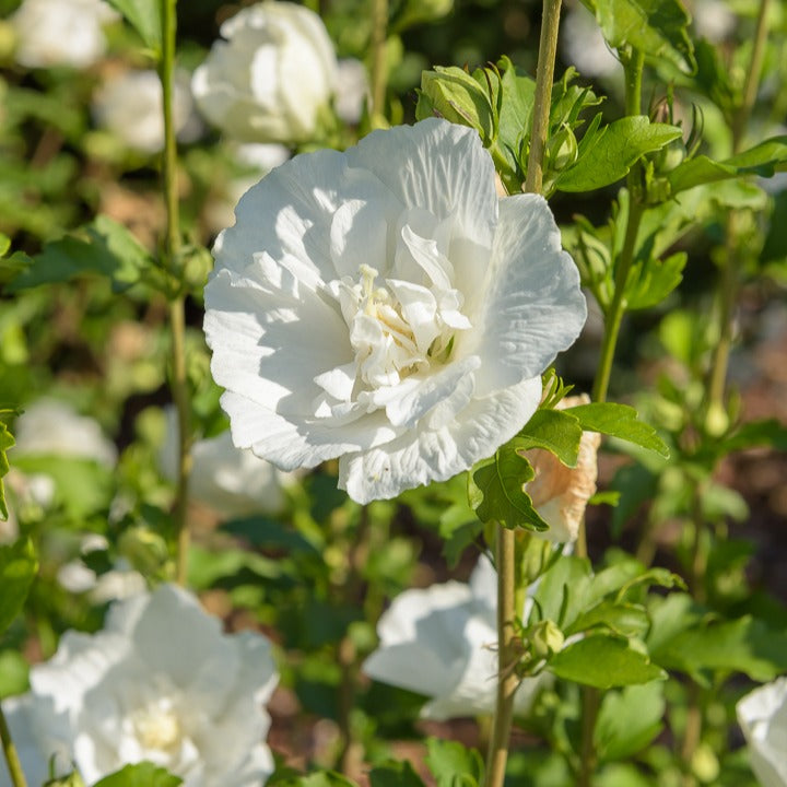 Hibiscus syriacus White Chiffon - Hibiskus White Chiffon - Stängelsträucher