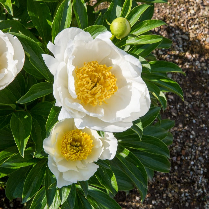Pfingstrose Jan Van Leeuwen - Paeonia lactiflora Jan Van Leeuwen