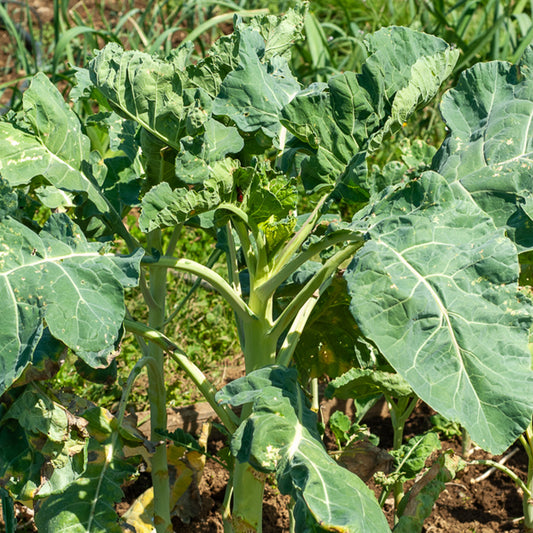 Futterkohl Proteor - Bakker