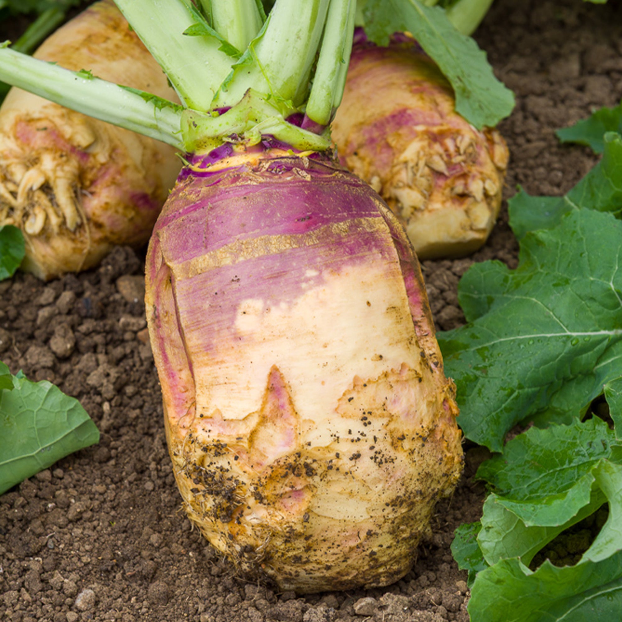 Saatgut Steckrübe 'Champion' - Brassica napus champion