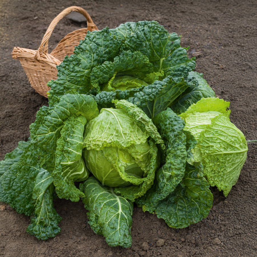 Saatgut Wirsing 'Gros des Vertus 2' - Brassica oleracea sabauda gros des  vertus 2
