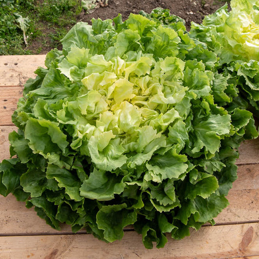 Endiviensalat Großer Lockenkopf - Bakker