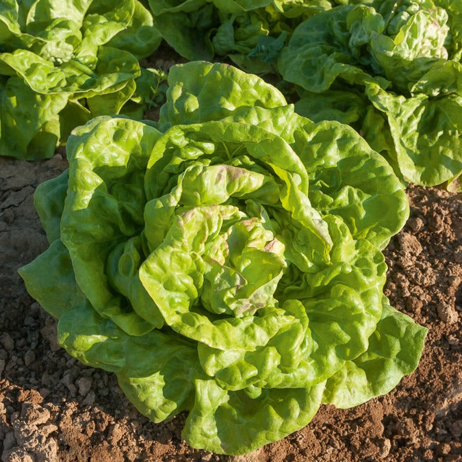 Kopfsalat ‘Reine de Mai’ Bio