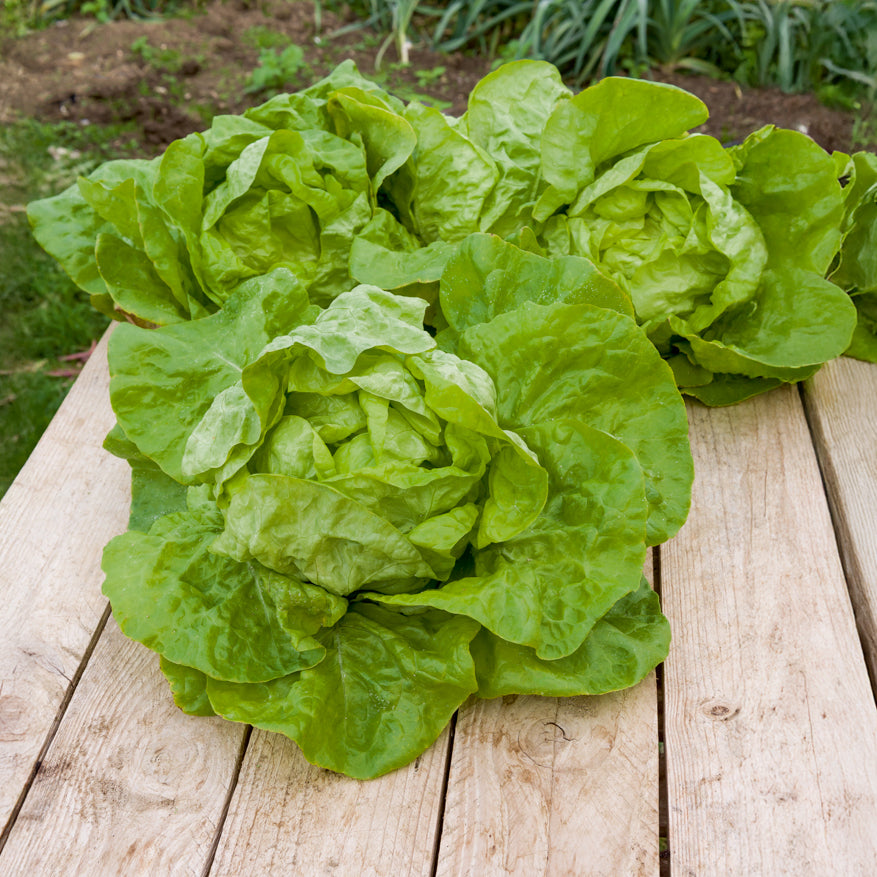 Saatgut Kopfsalat 'Grosse blonde paresseuse' - Lactuca sativa grosse blonde  paresseuse