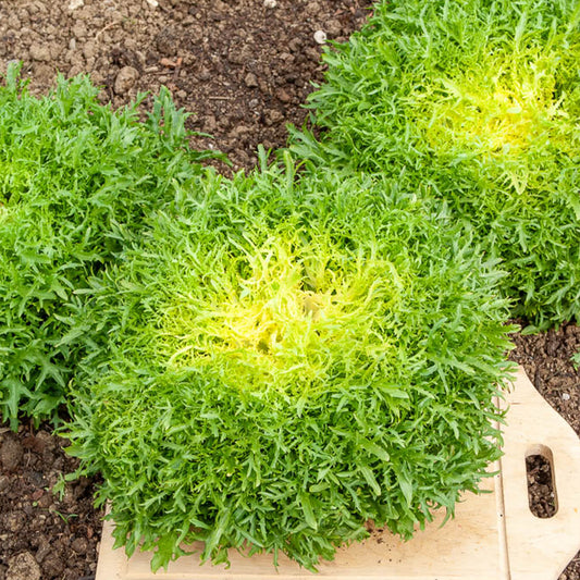 Endiviensalat Fine de Louviers - Bakker