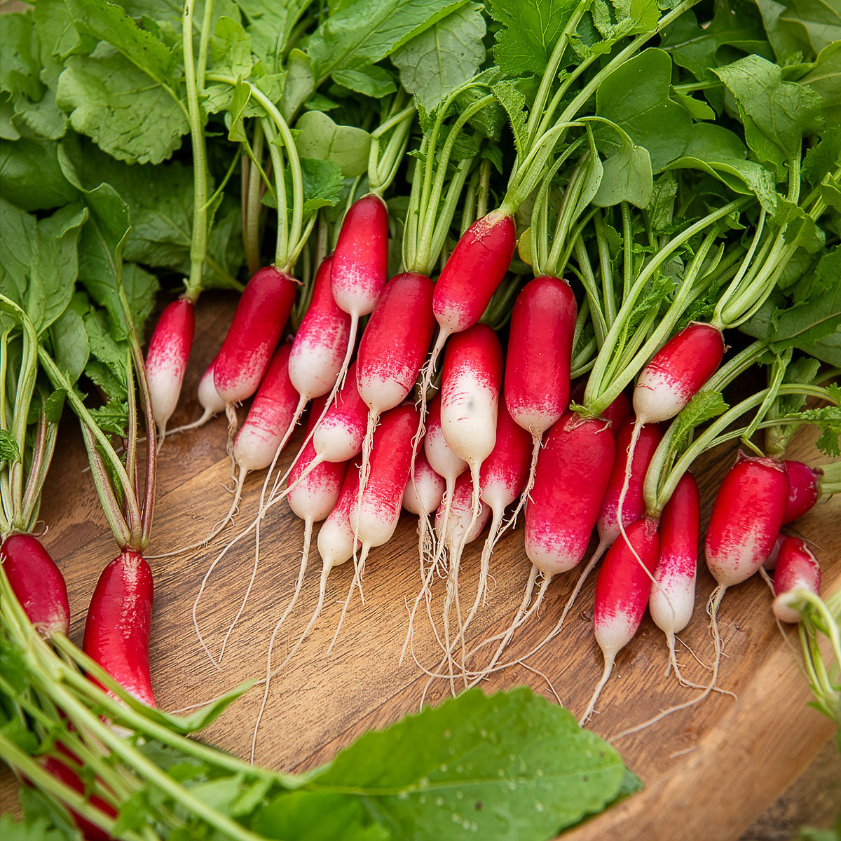 Bio-Radieschen ‘18 Tage’ (halb-lang) - Bakker