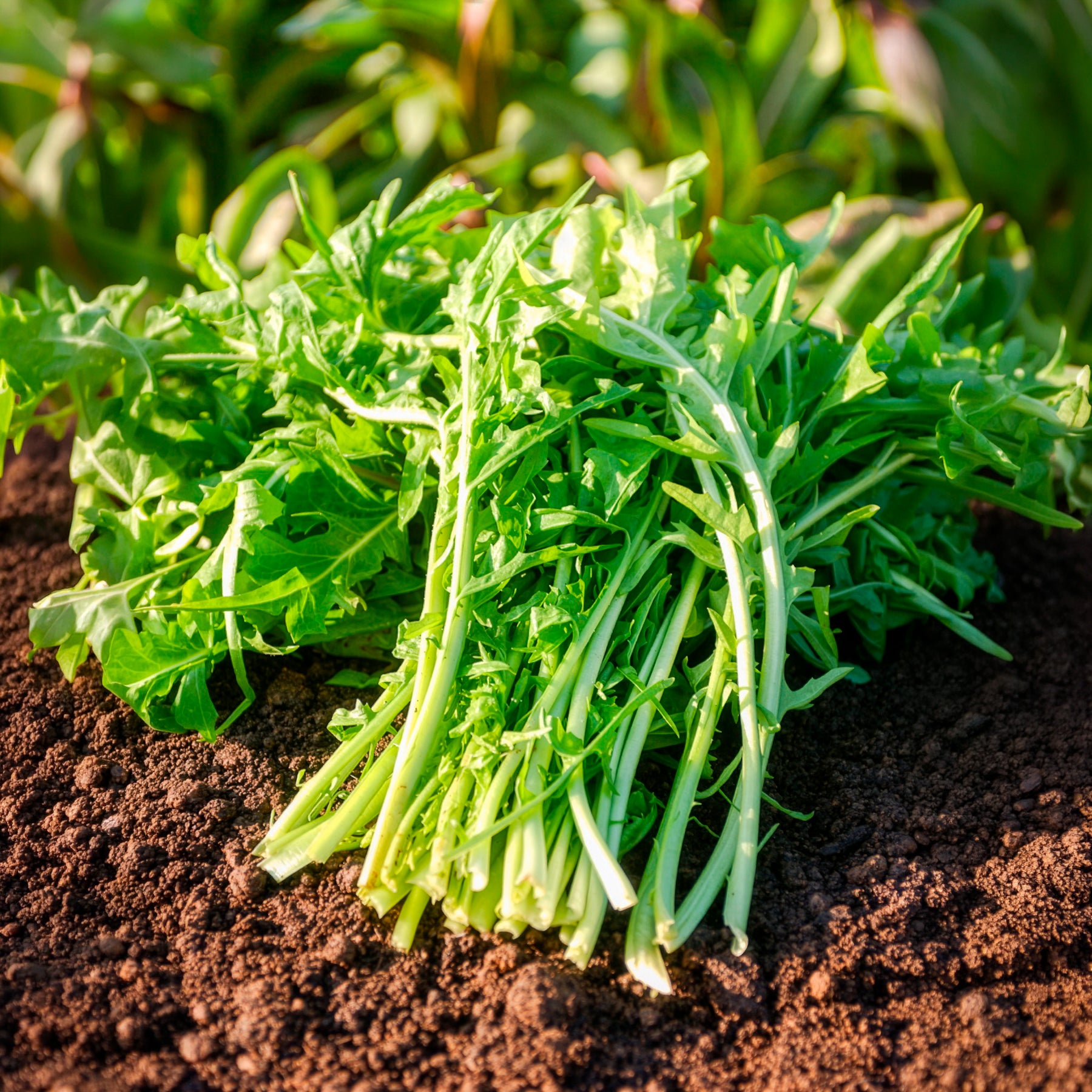 Saatgut Chicoree 'Barbe de Capucin' - Cichorium intybus barbe de capucin