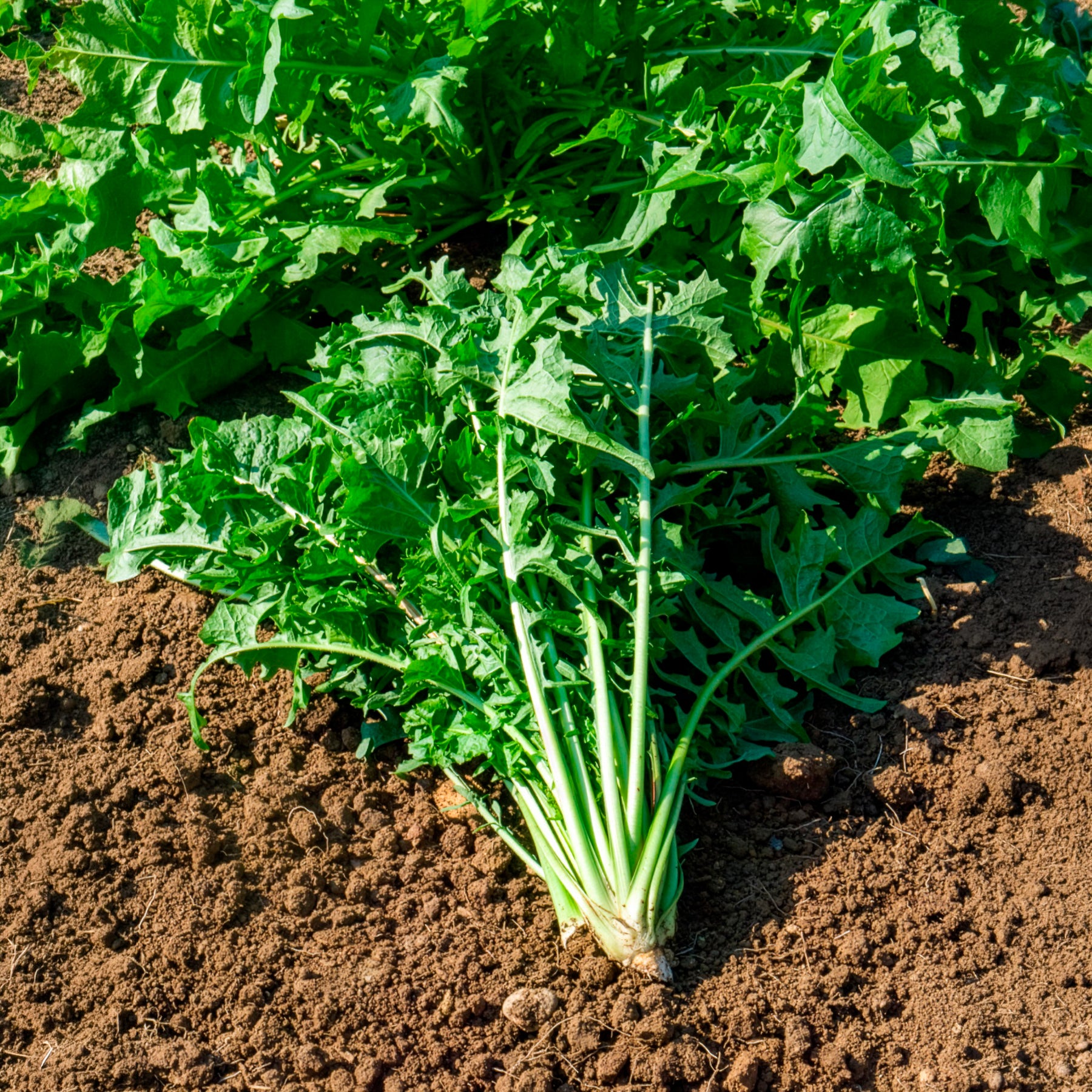 zichorie saatgut Saatgut Chicoree 'Barbe de Capucin' - Cichorium intybus barbe de capucin