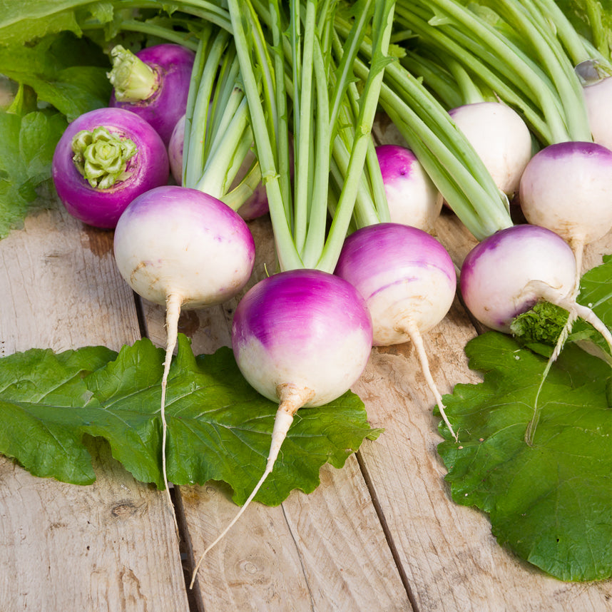 Saatgut Speiserbe 'De Nancy' - Brassica rapa de nancy | Bakker.com Saatgut Speiserbe 'De Nancy' - Brassica rapa de nancy | Bakker.com