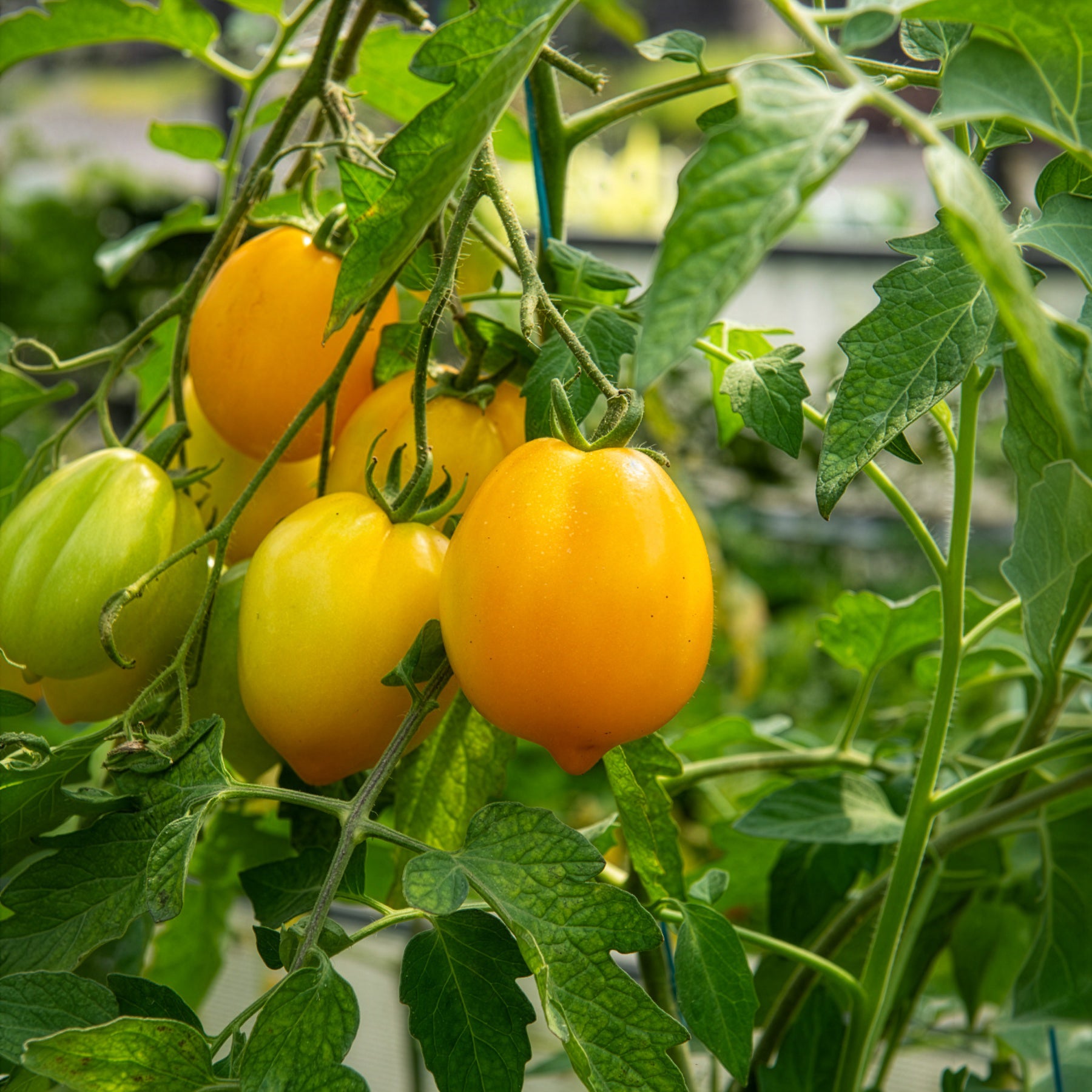 tomaten saatgut kaufen Saatgut Tomate 'Lemon Tree' - Solanum lycopersicum lemon tree