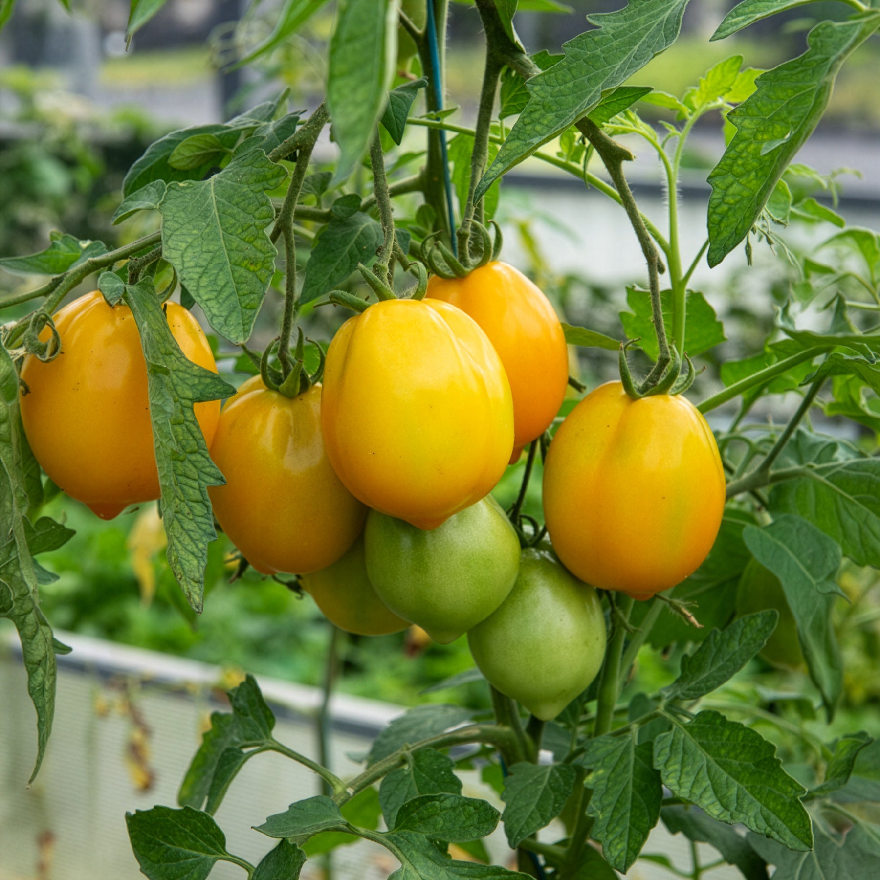 Saatgut Tomate 'Lemon Tree' - Solanum lycopersicum lemon tree