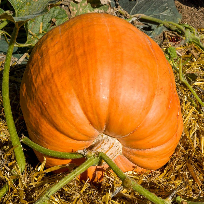 kürbis saatgut Saatgut Kürbis Atlantic Giant - Cucurbita maxima atlantic giant