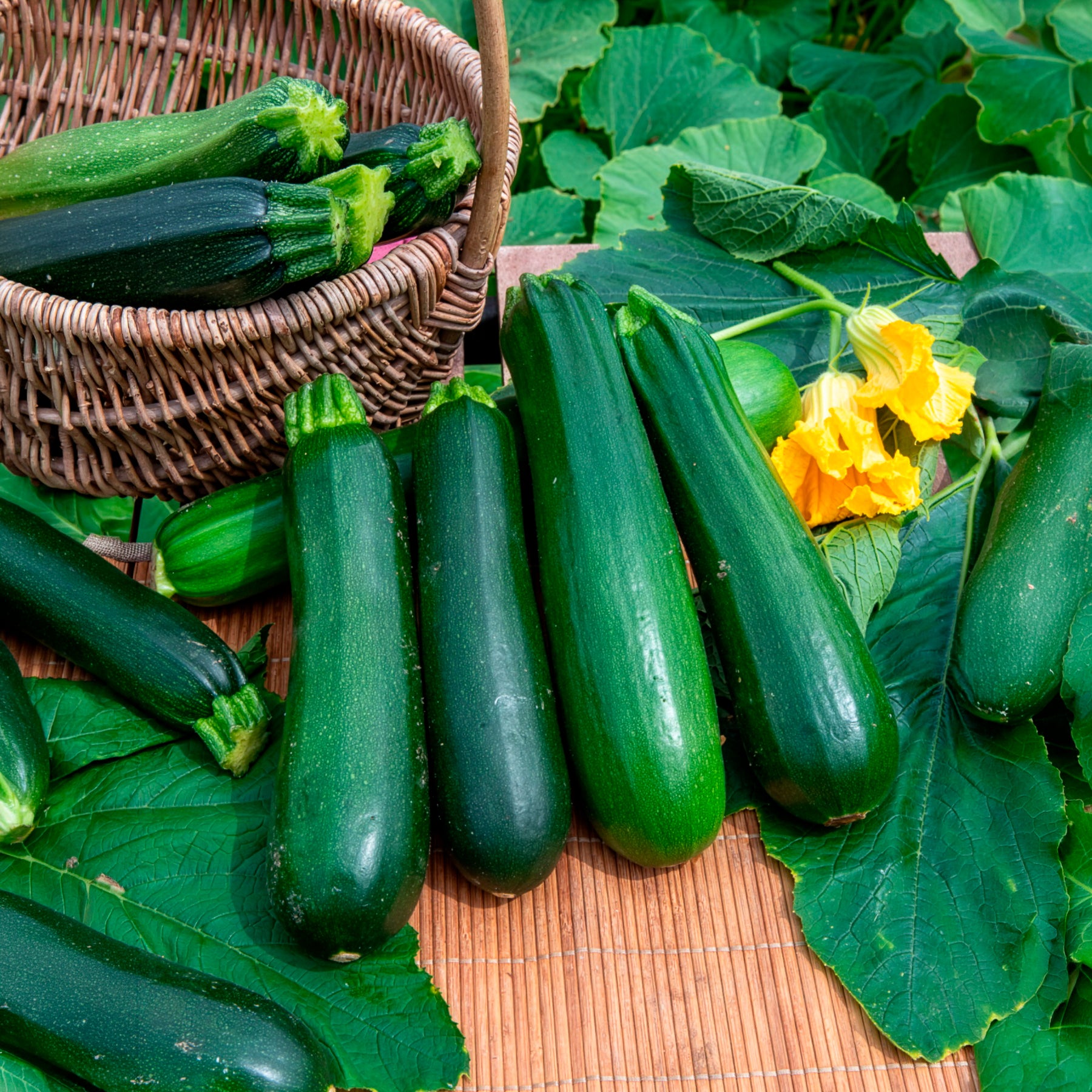Saatgut Zucchini 'Verte non coureuse' Bio - Cucurbita pepo verte non  coureuse des maraîchers