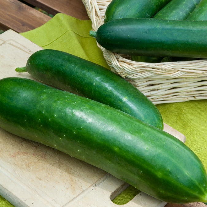 salatgurke saatgut Saatgut Salatgurke 'Vert long maraîcher' - Cucumis sativus vert long  maraîcher