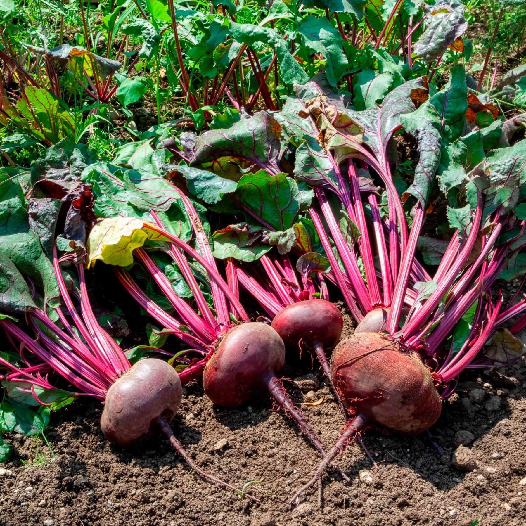 Saatgut Bio-Rote Bete 'D'Égypte' - Beta vulgaris d'egypte