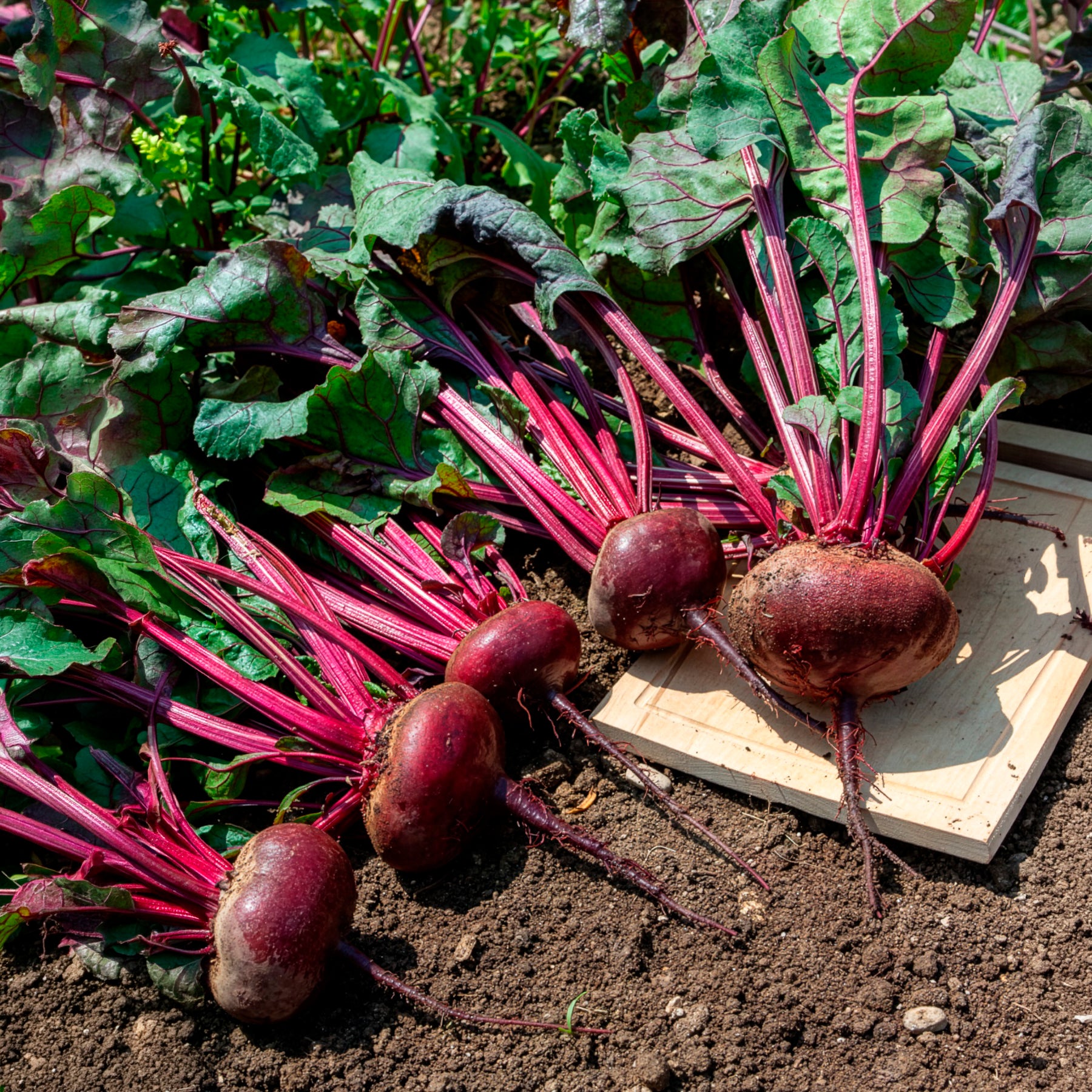 rote bete saatgut Saatgut Bio-Rote Bete 'D'Égypte' - Beta vulgaris d'egypte
