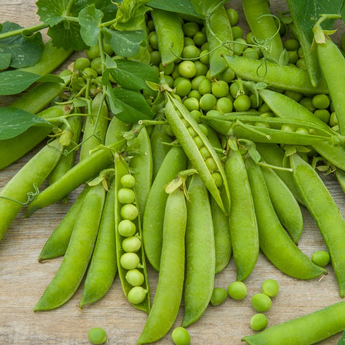 Saatgut Erbse Wunder von Kelvedon - Pisum sativum merveille de kelvedon