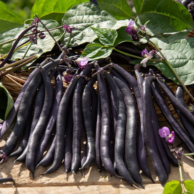 Saatgut Buschbohne Purple Queen - Phaseolus vulgaris purple queen