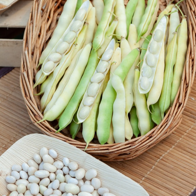 Saatgut Buschbohne 'Coco blanc précoce' - Phaseolus vulgaris coco blanc  précoce