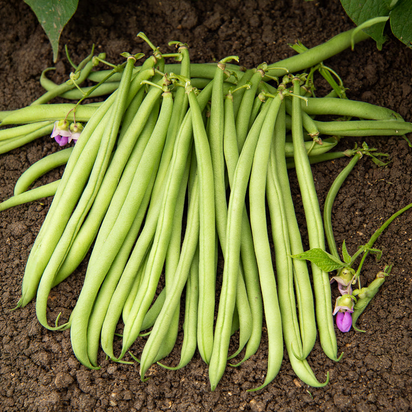 Saatgut Buschbohne 'Delinel' - Phaseolus vulgaris delinel