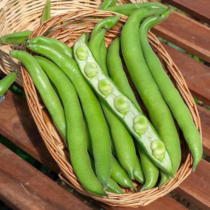 Saatgut Ackerbohne Aguadulce - Vicia faba aguadulce