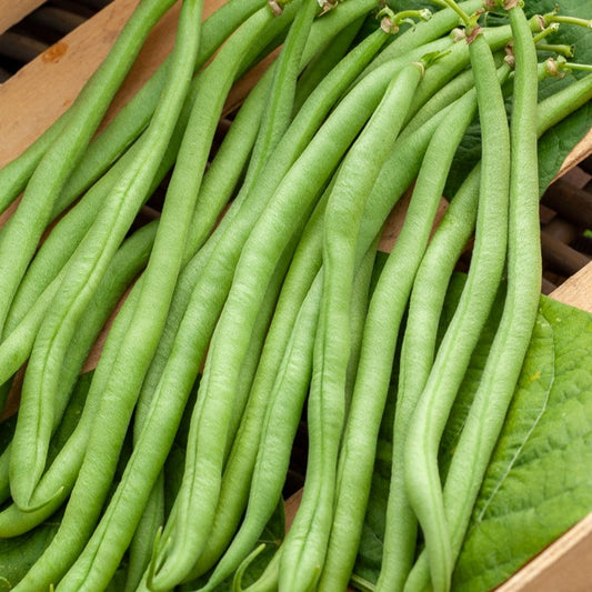 Grüne Bohne Novirex - Bakker