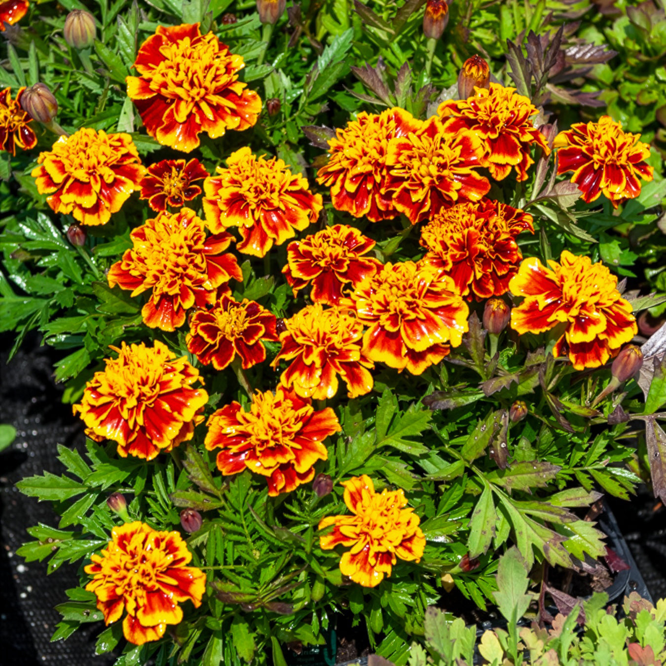 tagetes zimmerpflanze Saatgut Studentenblume 'Honeycomb' - Tagetes patula honeycomb