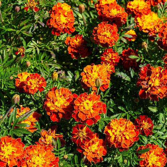 Studentenblume 'Honeycomb'