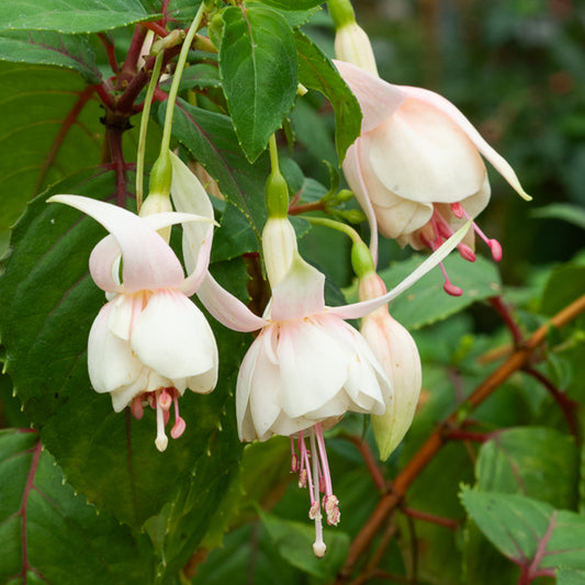 Fuchsie Annabel (x3) - Bakker