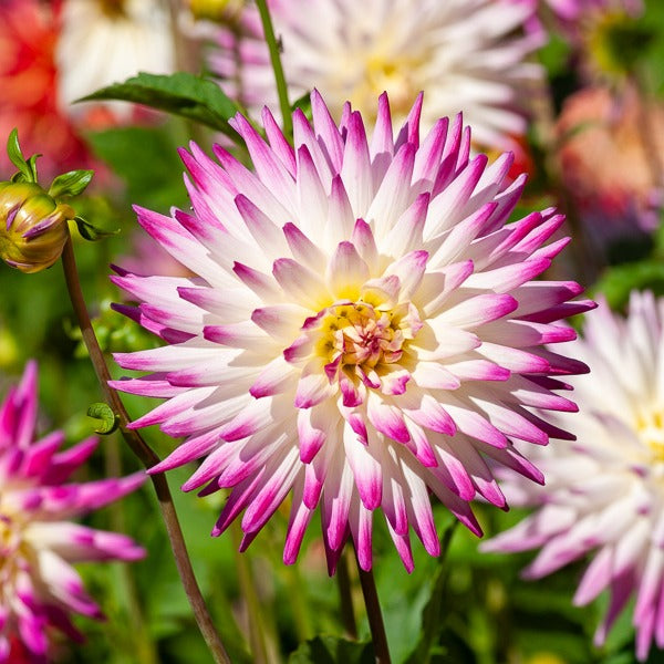 Blumenzwiebeln Kaktus-Dahlien Haley Jane (x3) - Dahlia cactus haley jane
