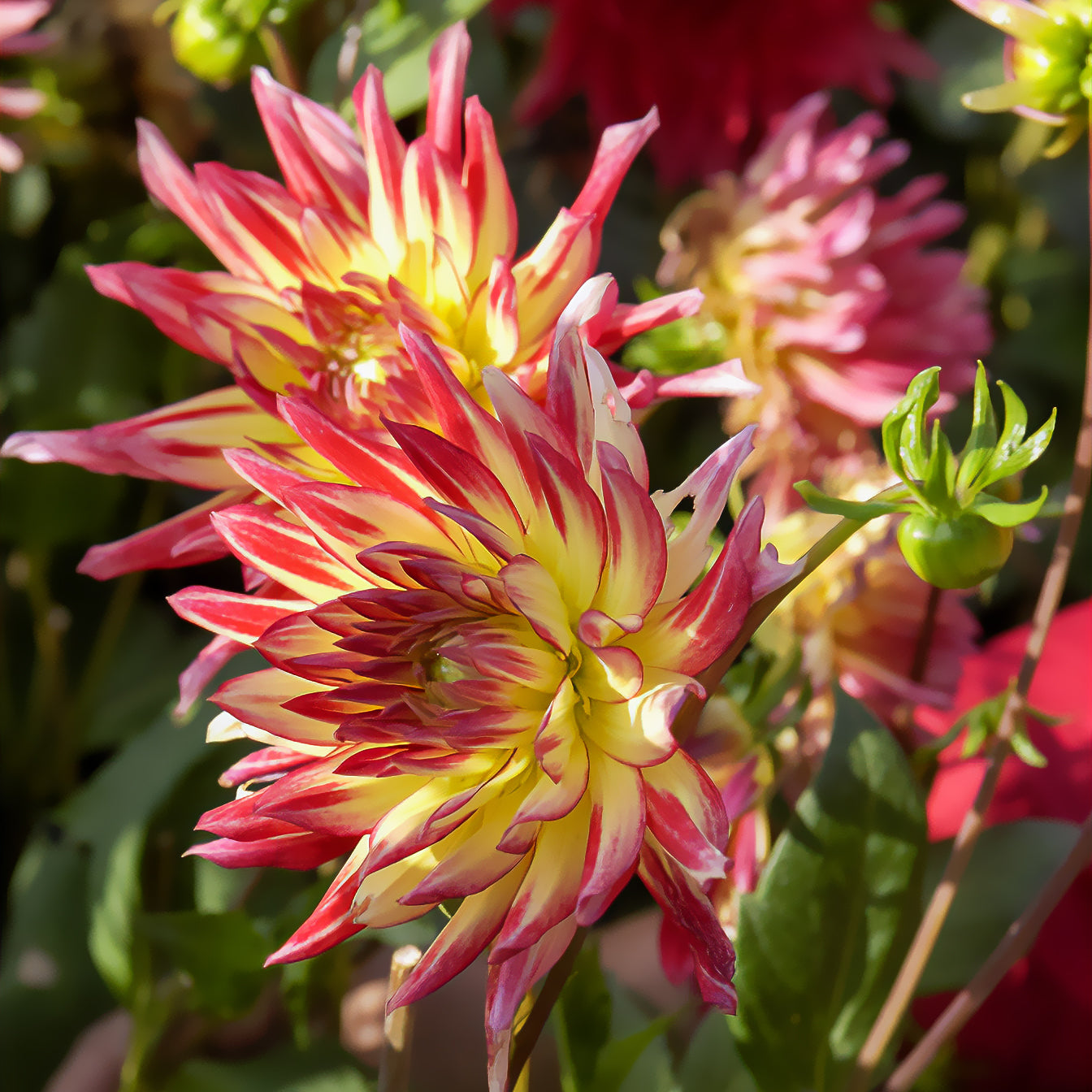 Blumenzwiebeln Kaktus-Dahlie Feuervogel (x3) - Dahlia cactus oiseau de feu 