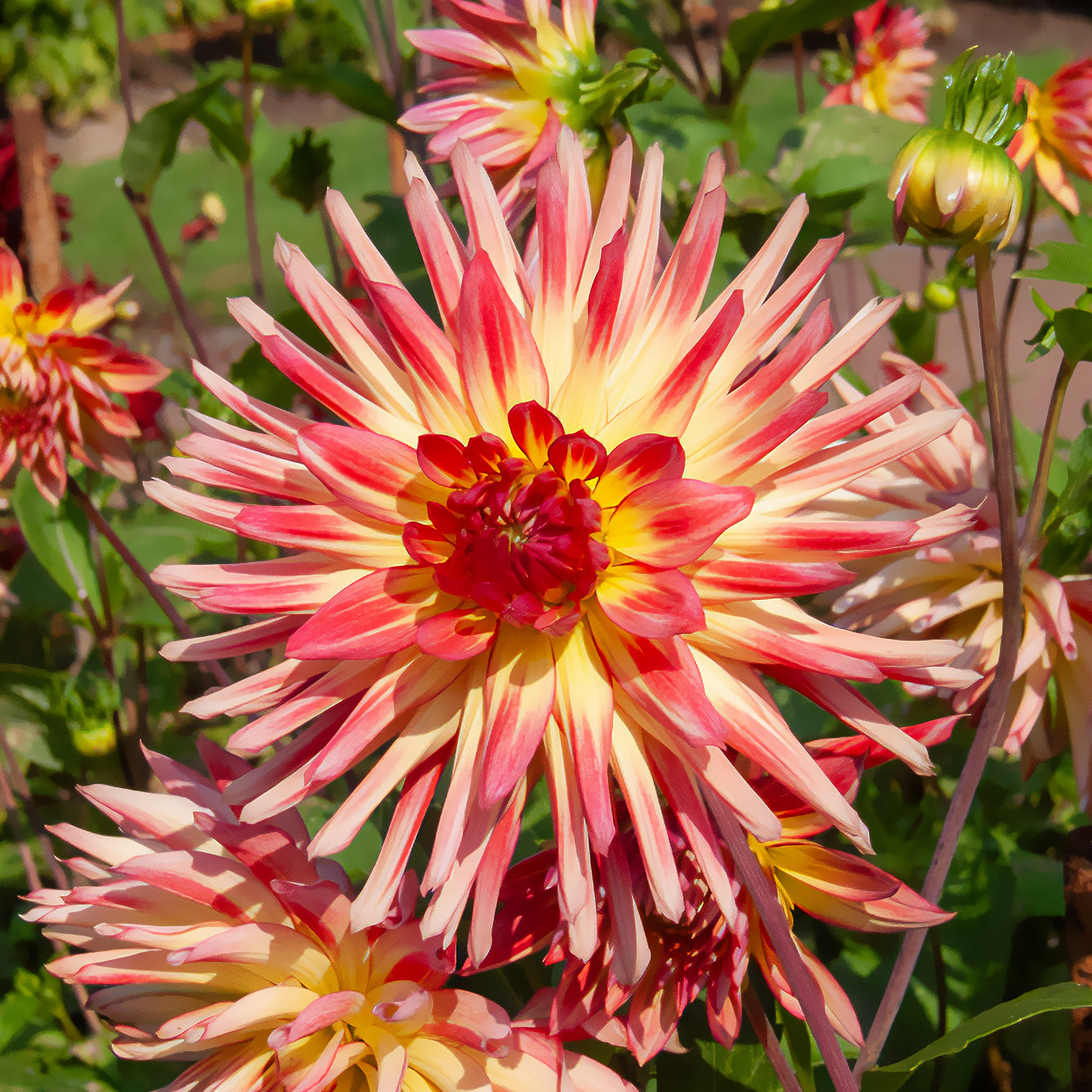 Blumenzwiebeln Kaktus-Dahlie Feuervogel (x3) - Dahlia cactus oiseau de feu 