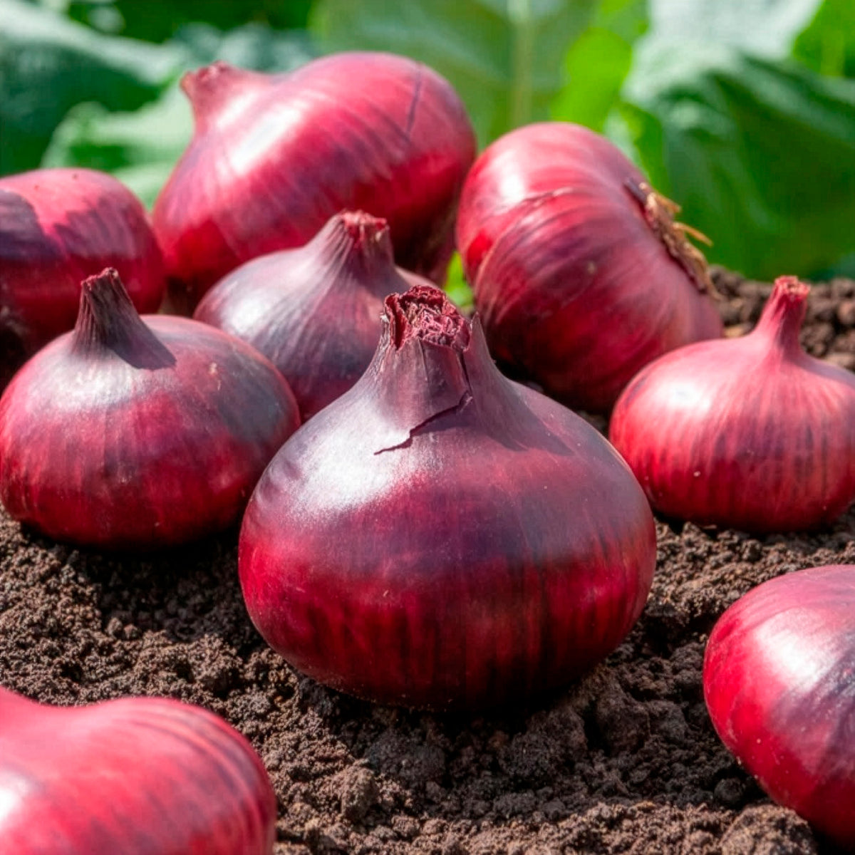 Zwiebel 'Rote Braunschweiger' - Bakker
