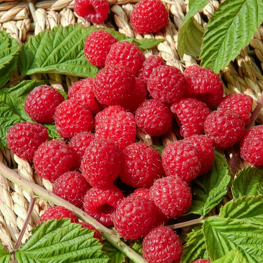 Remontant Himbeere Heritage - Bakker