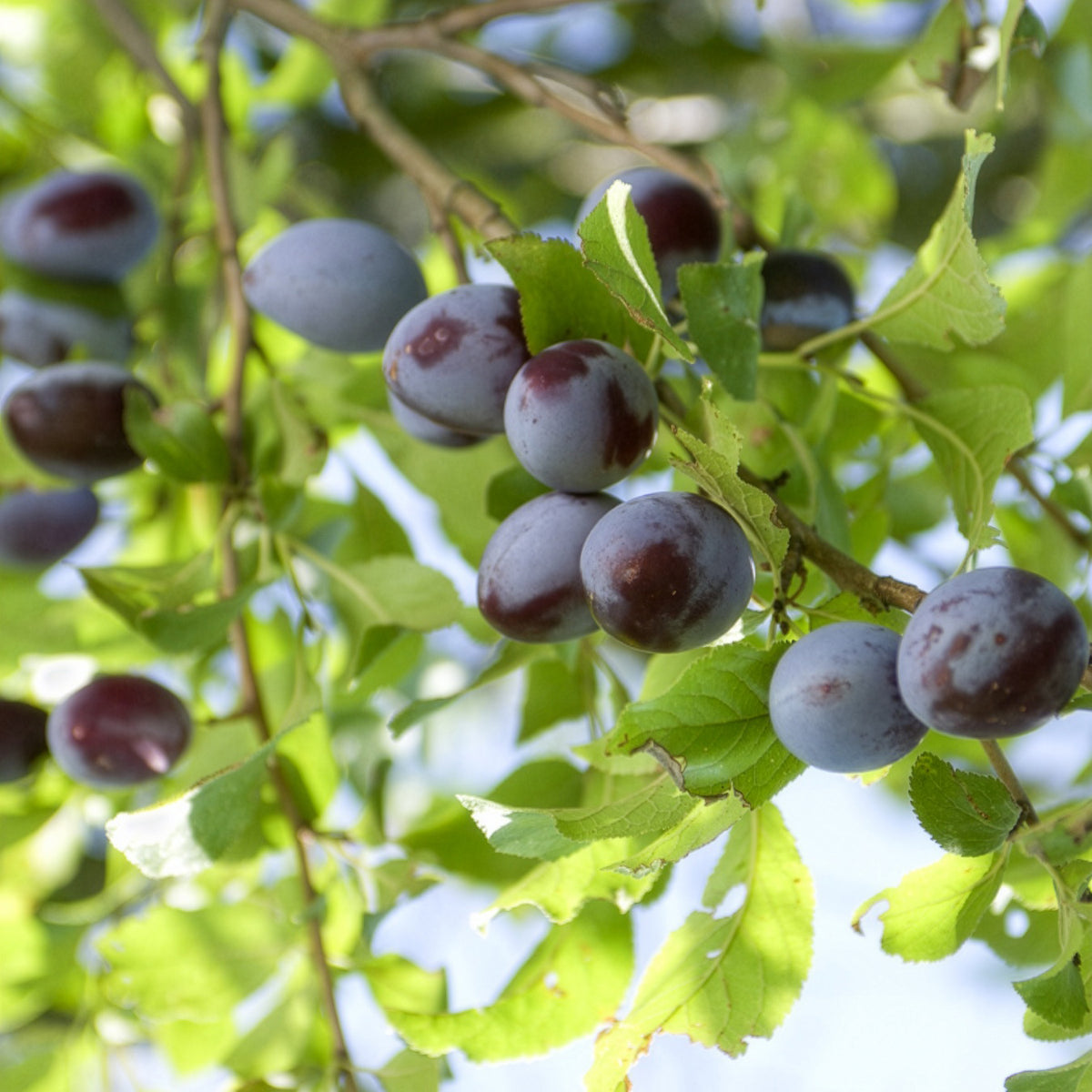 Pflaume ‘Quetsche d’Alsace’ - Prunus domestica Quetsche d'Alsace - Bakker
